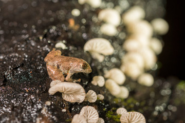 Pseudophilautus amboli, the Amboli bush frog, is a rare shrub frog species endemic to the Western Ghats, AMBOLI, India