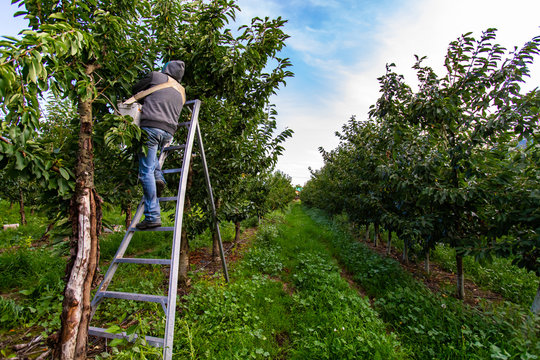Seasonal farm worker at cherry harvest. Cherry-picker stands on the ladder and works. Picking raw cherries and putting into the bucket