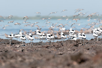 Crab Plovers, Dromas ardeola, Jamnagar, India