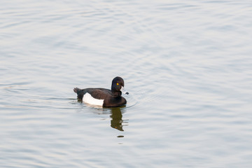 Tufted Duck Male, Aythya fuligula, Jamnagar, India, AmitraneJPG.JPG