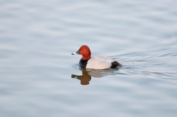 Common pochard Male, Aythya ferina, Jamnagar, India