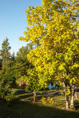 Fototapeta premium Jesienne światło w lesie