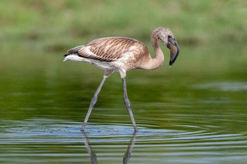 Juvenile Flamingo, Jamnagar, India