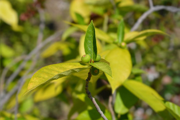 Japanese fig