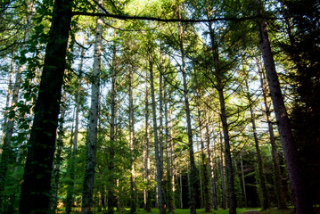 Fototapeta na wymiar 森の中で見上げる木々