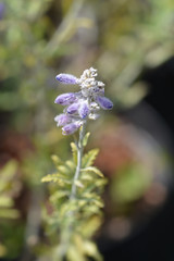 Lacey Blue Russian sage