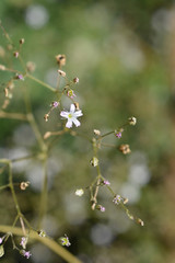 Babys breath