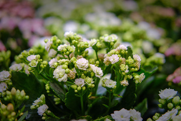 Kalanchoe blossfeldiana flower is a herbaceous and commonly cultivated house plant of the genus Kalanchoe native to Madagascar