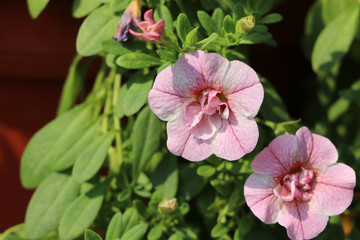 Light pink color of petunia multiflora flower on green tree background. Petunia is genus of 20 species of flowering plants.