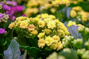 Kalanchoe blossfeldiana is a succulent plant with yellow flowers. It is found in the wild in Madagascar. A popular flowering houseplant.