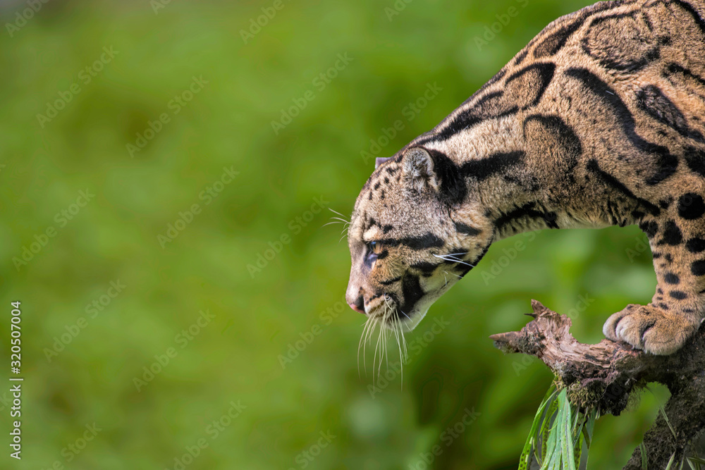 Wall mural clouded leopard, neofelis nebulosa, himalayan foothills, india. listed as vulnerable on the iucn red