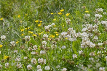 Fototapeta premium A carpet of white clover flowers.