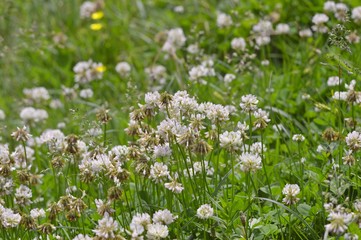 Fototapeta premium A carpet of white clover flowers.
