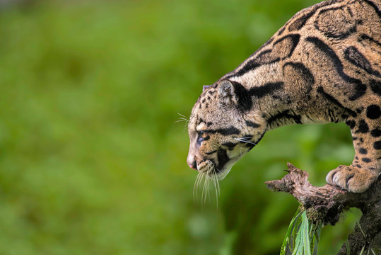 Fototapeta Clouded Leopard, Neofelis nebulosa, Himalayan foothills, India. listed as Vulnerable on the IUCN Red List.