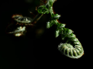 シダ植物の新芽　日本　春