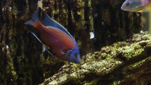 Underwater footage of tropical fish. Tropical cichlids in aquarium. 