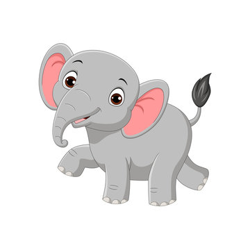 Cute baby elephant isolated on white background