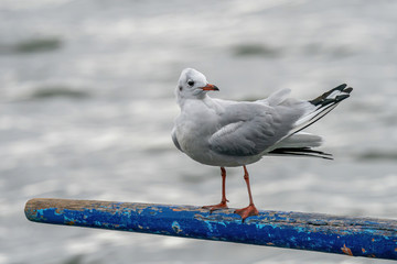 Portrait of natural common black-headed gull (Larus ridibundus)
