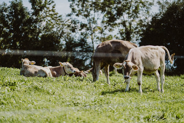 Obraz premium Kühe im Gras