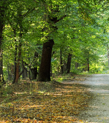 Path in the forest with trees in the backgrounds