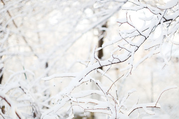 snowy tree branches close-up, winter background