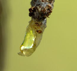 Golden yellow resin on pine surface with a yellow background