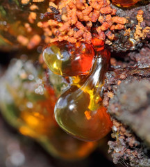 Smooth red resin on apricot tree