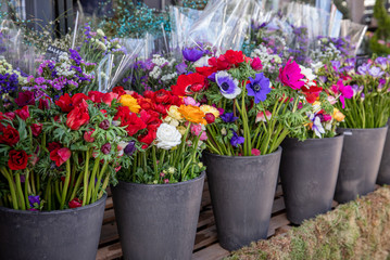 Everyday flowers counter with variety of fresh cut flowers such as persian buttercups, anemone coronaria, sea lavender for your interior decor at the greek garden shop in the spring time.