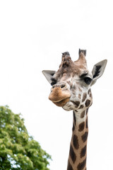 Gorgeous giraffes with trees in the background, feeding time