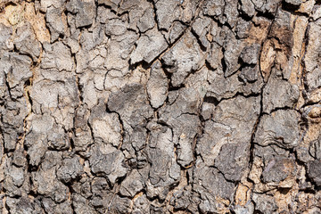 Old wood background.Wooden background or texture
