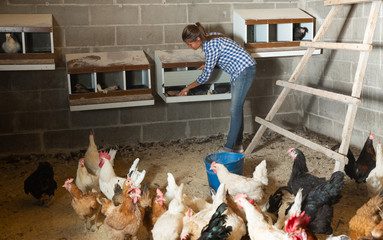 Farmer woman feeding chikens in a hen house © JackF