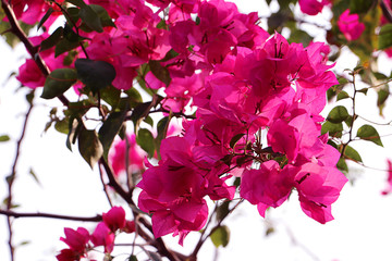 Obraz na płótnie Canvas Pink Bougainvillea flower in garden