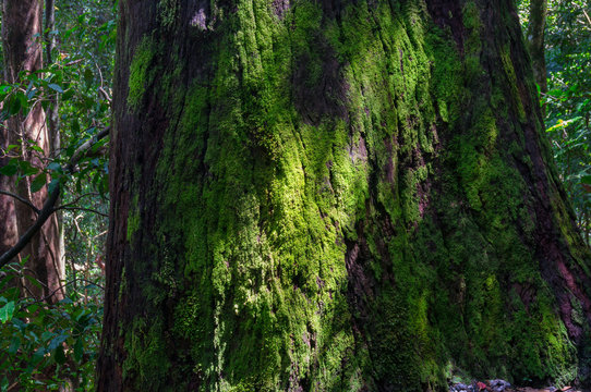 Tree trunk covered with green moss. Large wide trunk of old tree with moss