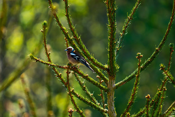 Bird on a green branch