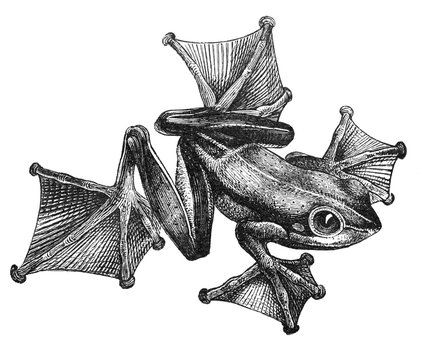 Green flying frog (Rhacophorus Reinwardtii)  - Antique engraved illustration from Brockhaus Konversations-Lexikon 1908