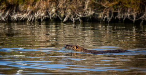 Nutria swimming in a lake