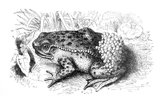 Common midwife toad (Alytes obstetricans) - Antique engraved illustration from Brockhaus Konversations-Lexikon 1908