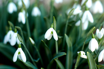  snowdrops in the spring forest.