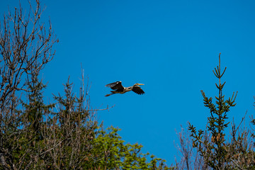 flying heron