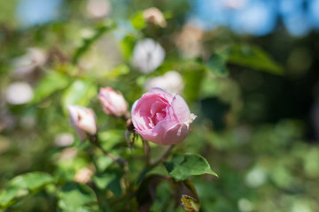 Close up of soft pink rose in full bloom