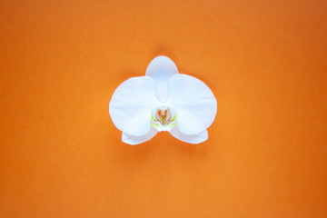 Orchid flower on beauty orange background top view. sale, design, women day, holiday, spa, cosmetics