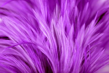 Obraz premium Fioletowe pióra z kurczaka w stylu miękkim i rozmycie tła