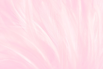 Fototapeta na wymiar Pink bird feathers in soft and blur style, Fluffy pink feather background