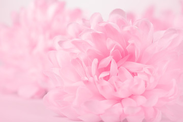 Beautiful pink chrysanthemum flowers in soft style for background