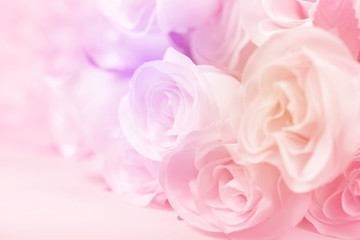 Fototapeta na wymiar Pink color of roses in soft style for background