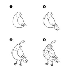 Four steps to draw cartoon quail isolated on white background.