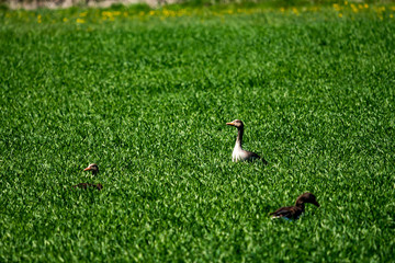 wild ducks in the grass