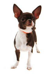 short hair chihuahua