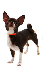 short hair chihuahua