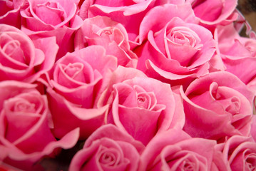 Group of beautiful pink roses texture background